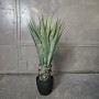 Sztuczna roślina 85 cm  Agawa